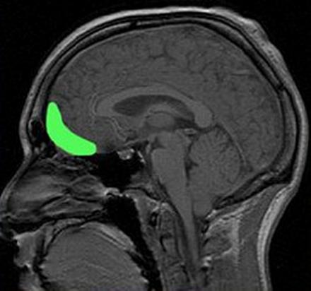 Префронтальная кора. 