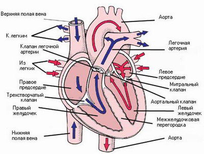 Строение сердца