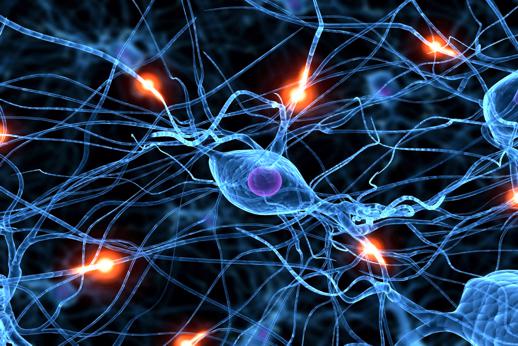 нейронные сети в головном мозге